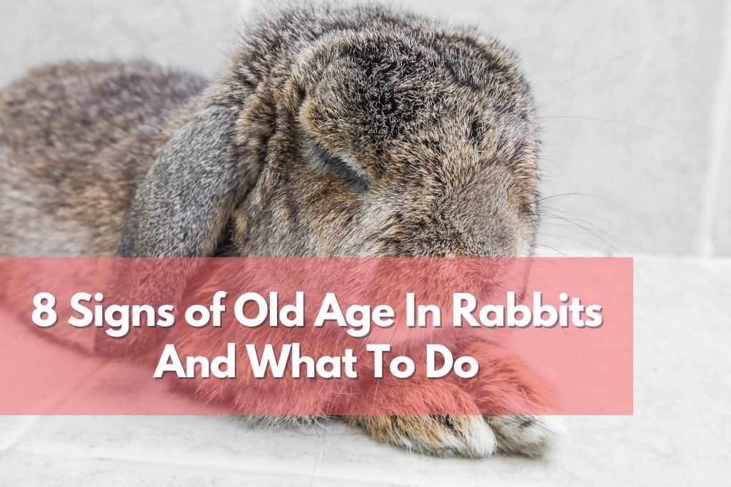 Signs of Old Age In Rabbits - 8 Things To Look Out For