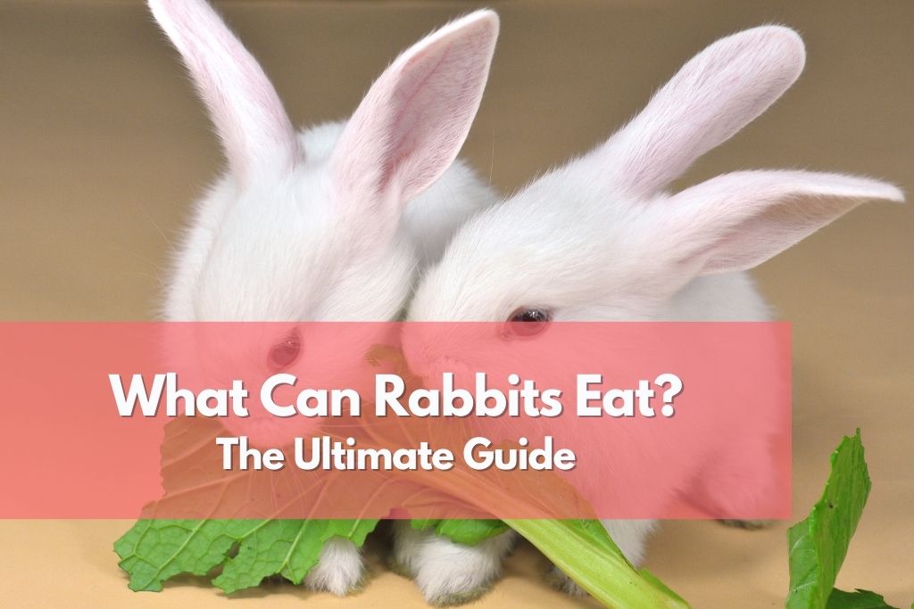 Can My Rabbit Eat Grass: The Ultimate Guide to Rabbit Nutrition