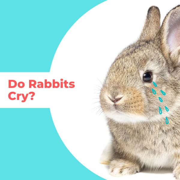 Can rabbits cry? – Fabalabse