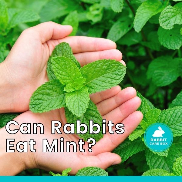 Can Bunnies Eat Mint Leaves 