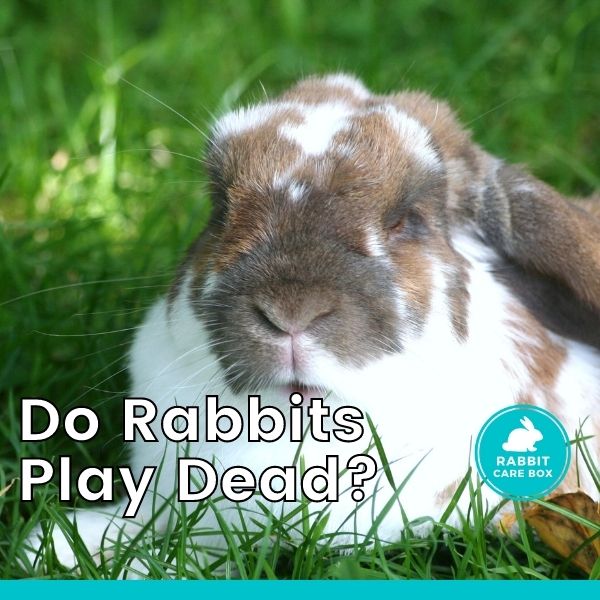 can a dog scare a rabbit to death