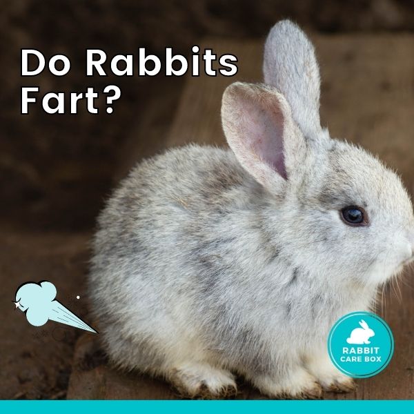 Do rabbits fart - Rabbit Care Box