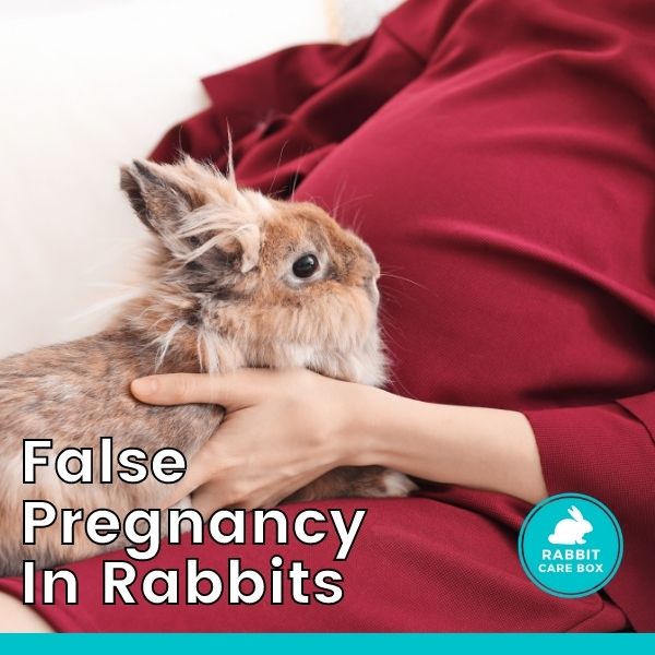 False pregnancy in rabbits - What To Look out For..