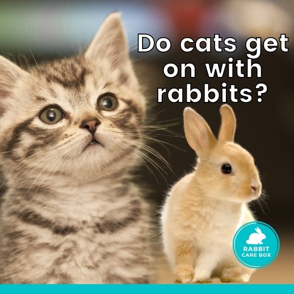 Do cats scare rabbits away?